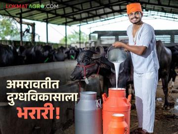Dairy Scheme : दुग्धविकास प्रकल्पाचा दुसरा टप्पा सुरू; अमरावतीतील शेतकऱ्यांना मिळणार मोठा लाभ वाचा सविस्तर - Marathi News | latest news Dairy Scheme: Second phase of dairy development project begins; Farmers in Amravati will get big benefits Read in detail | Latest agri-business News at Lokmat.com