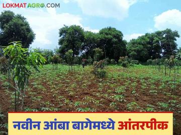 Amba Bag Management : नवीन आंबा बागेमध्ये आंतरपिक घेताना 'या' गोष्टींची काळजी घ्या, जाणून घ्या सविस्तर - Marathi News | Latest News Aamba Bag Management Take care of intercropping in new mango orchard, know in detail | Latest News at Lokmat.com Amba Bag Management : नवीन आंबा बागेमध्ये आंतरपिक घेताना 'या' गोष्टींची काळजी घ्या, जाणून घ्या सविस्तर - Marathi News | Latest News Aamba Bag Management Take care of intercropping in new mango orchard, know in detail | Latest News at Lokmat.com