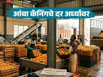आंब्याच्या दरात कॅनिंग कंपन्यांनी केली ५० टक्के घट; बागायतदारांची लूट केली जात असल्याचा आरोप - Marathi News | Canning companies reduce mango prices by 50 percent; Allegations are made that growers are being robbed | Latest News at Lokmat.com