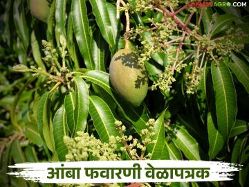 Amba Mohar Vyavasthapan : आंबा मोहोर संरक्षणांचे सुधारित वेळापत्रक; कोणती औषधे कधी फवारावीत? वाचा सविस्तर - Marathi News | Amba Mohar Vyavasthapan : Revised schedule for mango blossom protection; Which medicines should be sprayed when? Read in detail | Latest News at Lokmat.com
