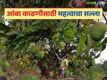 Mango Harvesting : आंबा फळातील नुकसान टाळण्यासाठी आंब्याची काढणी कशी करावी? वाचा सविस्तर - Marathi News | Mango Harvesting : How to harvest mangoes to avoid damage to the fruit? Read in detail | Latest News at Lokmat.com Mango Harvesting : आंबा फळातील नुकसान टाळण्यासाठी आंब्याची काढणी कशी करावी? वाचा सविस्तर - Marathi News | Mango Harvesting : How to harvest mangoes to avoid damage to the fruit? Read in detail | Latest News at Lokmat.com
