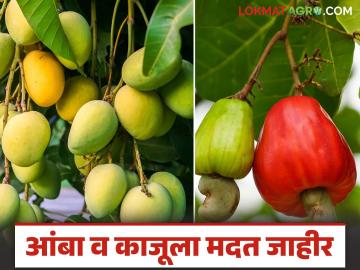 अखेर आंबा व काजू उत्पादक शेतकऱ्यांना मदत जाहीर; हेक्टरी किती रुपये मिळणार? वाचा सविस्तर - Marathi News | Finally, aid announced for mango and cashew farmers; How much will they get per hectare? Read in detail | Latest News at Lokmat.com