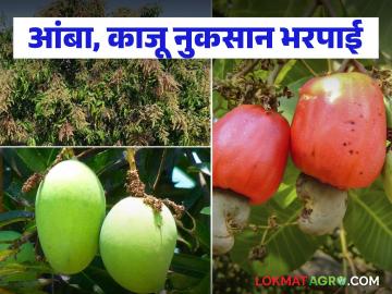 आंबा-काजूच्या नुकसानीचे पंचनामे आता युद्धपातळीवर; शेतकऱ्यांनो 'ही' कागदपत्रे अर्जंट जमा करा - Marathi News | Panchnamas of mango-cashew damage now on very fastly; Farmers, submit 'these' documents urgently | Latest News at Lokmat.com