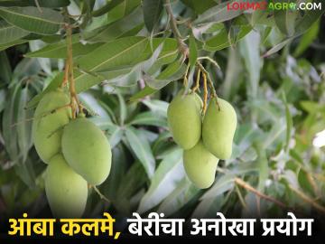 आंबा कलमे अन् दुर्मिळ बेरींचा अनोखा प्रयोग, विदेशी फळझाडांनी फुललेलं टेरेस गार्डन - Marathi News | Latest News unique experiment with mango cuttings and rare berries terrace garden filled with exotic fruit trees | Latest News at Lokmat.com