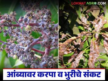 आंबा मोहरला पण ढगाळ हवामानाने करपा व भुरीचे संकट वाढले; करा 'ह्या' तेलांची फवारणी - Marathi News | Mangoes have ripened but cloudy weather has increased the problem of blight and blight; Spray 'these' oils | Latest News at Lokmat.com आंबा मोहरला पण ढगाळ हवामानाने करपा व भुरीचे संकट वाढले; करा 'ह्या' तेलांची फवारणी - Marathi News | Mangoes have ripened but cloudy weather has increased the problem of blight and blight; Spray 'these' oils | Latest News at Lokmat.com