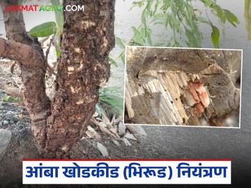 Amba Khodkid : आंब्यावरील खोडकिडीच्या नियंत्रणासाठी काय उपाय करावेत, वाचा सविस्तर  - Marathi News | Latest News Amba Khodkid Read in detail what measures should be taken to control mango borer. | Latest News at Lokmat.com Amba Khodkid : आंब्यावरील खोडकिडीच्या नियंत्रणासाठी काय उपाय करावेत, वाचा सविस्तर  - Marathi News | Latest News Amba Khodkid Read in detail what measures should be taken to control mango borer. | Latest News at Lokmat.com
