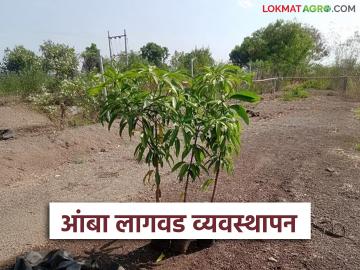 Amba Lagavd : आंबा लागवड जूनमध्ये केली तर चांगले उत्पादन देईल का? वाचा सविस्तर  - Marathi News | latest news amba lagvad Will mangoes yield better planted in June Read in detail | Latest News at Lokmat.com