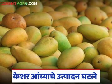 यंदा केशर आंब्याचे उत्पादन 70 टक्के घटले, आखाती युद्धामुळे निर्यातीला फटका, वाचा सविस्तर  - Marathi News | latest news saffron mango production has decreased by 70 percent, exports have been hit due to the Gulf War, read in detail | Latest market-yard News at Lokmat.com