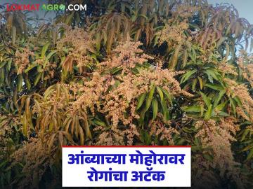 Amba Mohor Protection : आंब्याच्या मोहोरावर रोगांचा अटॅक; जाणून घ्या उपाययोजना सविस्तर - Marathi News | latest news Amba Mohor Protection: Diseases attack mango blossom; Know the measures in detail | Latest News at Lokmat.com