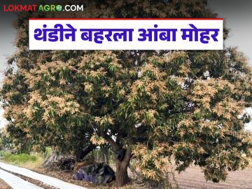 Amba Mohar : थंडी अन् दवबिंदूंचा चमत्कार; आंबा बागांवर सोन्याची झळाळी वाचा सविस्तर - Marathi News | latest news Amba Mohar: The miracle of cold and dew; Golden glow on mango orchards Read in detail | Latest News at Lokmat.com