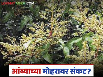 Mango Pest Management : आंब्याचा मोहर गळतोय का? वेळीच करा 'या' उपयायोजना - Marathi News | latest news Mango Pest Management: Is the mango's seal leaking? Take these measures in time | Latest News at Lokmat.com