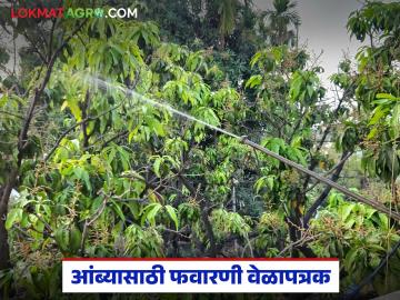 आंबा पिकातील मोहोर संरक्षणासाठी फवारणीचे वेळापत्रक; 'ह्या' आहेत अति महत्वाच्या सहा फवारण्या - Marathi News | Spray schedule for blossom protection in mango crop; 'These' are the six most important sprays | Latest News at Lokmat.com आंबा पिकातील मोहोर संरक्षणासाठी फवारणीचे वेळापत्रक; 'ह्या' आहेत अति महत्वाच्या सहा फवारण्या - Marathi News | Spray schedule for blossom protection in mango crop; 'These' are the six most important sprays | Latest News at Lokmat.com