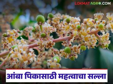 ढगाळ वातावरणात कीड व रोगांपासून कसे कराल आंबा पिकाचे संरक्षण? वाचा सविस्तर - Marathi News | How to protect mango crops from pests and diseases in cloudy weather? Read in detail | Latest smart-farming News at Lokmat.com