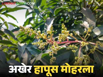 Devgad Hapus : देवगडमध्ये अखेर हापूसला मोहोर; यंदा हापूस कधी येणार बाजारात? - Marathi News | Devgad Hapus: Hapus finally blooms in Devgad; When will Hapus come to the market this year? | Latest News at Lokmat.com