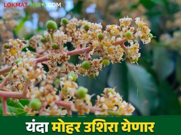 Mango Season : यावर्षी आंबा हंगाम लांबणीवर पहिल्या टप्प्यातील आंबा कधी खायला मिळणार? - Marathi News | Mango Season: This year the mango season is delayed When will we get to eat the first stage mangoes? | Latest News at Lokmat.com