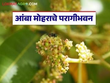 थंडीत आंबा मोहोर वाळण्याची शक्यता, परागीभवन होण्यासाठी 'हे' उपाय करा, वाचा सविस्तर - Marathi News | Latest news Mango blossoms may dry up in cold weather Mango blossom management in winter read in detail | Latest News at Lokmat.com थंडीत आंबा मोहोर वाळण्याची शक्यता, परागीभवन होण्यासाठी 'हे' उपाय करा, वाचा सविस्तर - Marathi News | Latest news Mango blossoms may dry up in cold weather Mango blossom management in winter read in detail | Latest News at Lokmat.com