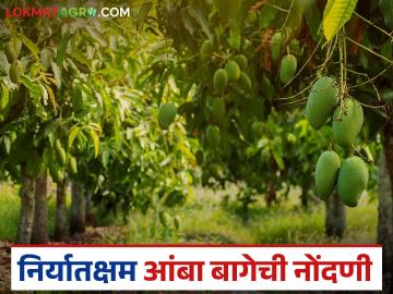 Amba Niryat : निर्यातक्षम आंबा उत्पादनाकरिता शेतकऱ्यांनी घ्यावयाची काळजी, वाचा सविस्तर - Marathi News | Precautions to be taken by farmers for exportable mango production, read in detail | Latest News at Lokmat.com