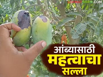 Amba Pik Salla : सद्यस्थितीत तापमानात मोठी वाढ; कशी घ्याल आंबा पिकाची काळजी? वाचा सविस्तर - Marathi News | Amba Pik Salla : There is a big increase in temperature at present; How will you take care of the mango crop? Read in detail | Latest News at Lokmat.com Amba Pik Salla : सद्यस्थितीत तापमानात मोठी वाढ; कशी घ्याल आंबा पिकाची काळजी? वाचा सविस्तर - Marathi News | Amba Pik Salla : There is a big increase in temperature at present; How will you take care of the mango crop? Read in detail | Latest News at Lokmat.com