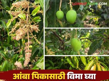 Mango Crop Insurance : अवेळी पाऊस, वारा, गारपीट यापासून आंबा पिकाला संरक्षित करायचय तर कसा घ्याल विमा - Marathi News | Mango Crop Insurance : How to take insurance to protect mango crop from unseasonal rain, wind, hailstorm | Latest News at Lokmat.com