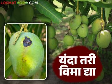 Fal Pik Vima : उष्मा वाढतोय अन् आंबा भाजतोय; शेतकरी म्हणतोय यंदा तरी मिळेल का? फळपिक विम्याचा लाभ - Marathi News | Fal Pik Vima : The heat is increasing, the mangoes are burning; Farmers are asking, will they get it this year? Benefits of fruit crop insurance | Latest News at Lokmat.com