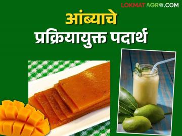 आंब्यापासून तयार करा ही दोन सोपी उत्पादने आणि सुरु करा स्वताचा प्रक्रिया उद्योग - Marathi News | Make these two simple products from mangoes and start your own processing industry | Latest News at Lokmat.com आंब्यापासून तयार करा ही दोन सोपी उत्पादने आणि सुरु करा स्वताचा प्रक्रिया उद्योग - Marathi News | Make these two simple products from mangoes and start your own processing industry | Latest News at Lokmat.com