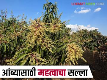 आंबा पिकातील पुनर्मोहर व कीड-रोग नियंत्रणासाठी कोणत्या फवारण्या घ्याव्यात? वाचा सविस्तर - Marathi News | What sprays should be used for re flowering and pest and disease control in mango crops? Read in detail | Latest News at Lokmat.com