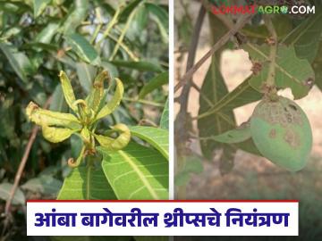 आंबा बागेवरील फुलकिडींच्या नियंत्रणासाठी 'ही' फवारणी फायद्याची, वाचा संपूर्ण माहिती - Marathi News | Latest news spray is beneficial for controlling pests in mango orchards, read full information | Latest News at Lokmat.com आंबा बागेवरील फुलकिडींच्या नियंत्रणासाठी 'ही' फवारणी फायद्याची, वाचा संपूर्ण माहिती - Marathi News | Latest news spray is beneficial for controlling pests in mango orchards, read full information | Latest News at Lokmat.com