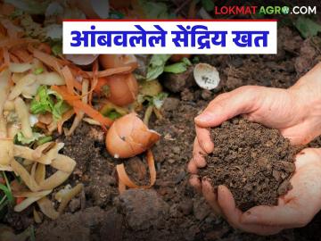 Organic Fertilizer : काय आहे आंबवलेले सेंद्रिय खत, ते मातीसाठी किती उपयुक्त आहे, जाणून घ्या  - Marathi News | Latest News What is fermented organic fertilizer, how useful is it for soil, know details | Latest News at Lokmat.com
