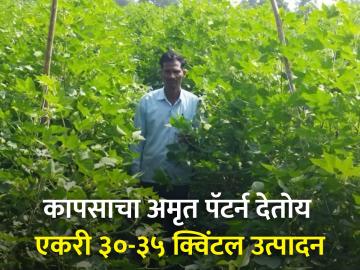 शेतकरी कडूबा जाधव यांच्या कापसाच्या एकरी उत्पादन वाढीच्या मागचे गमक काय? - Marathi News | What is the secret behind farmer Kaduba Jadhav's increase in per acre yield of cotton? | Latest News at Lokmat.com