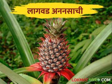 Pineapple Cultivation: अननसाची लागवड कशी केली जाते? - Marathi News | Pineapple Cultivation: How is pineapple cultivated? | Latest News at Lokmat.com