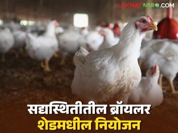 पोल्ट्री फार्ममधील कोंबड्याचे वजन वाढत नाही, शेडमध्ये 'ही' दोन कामे करा, फरक दिसून येईल! - Marathi News | Chickens in poultry farms are not gaining weight, do these two things in the shed, you will see the difference! | Latest News at Lokmat.com