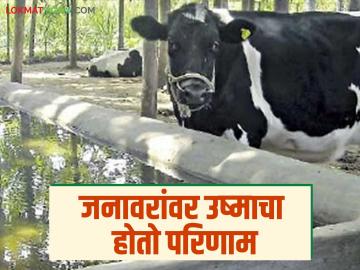Animal Care Tips: पशुधनाचा उष्मापासून कसा कराल बचाव; जाणून घ्या उपाययोजना सविस्तर - Marathi News | Animal Care Tips: How to protect livestock from heat; Know the measures in detail | Latest News at Lokmat.com