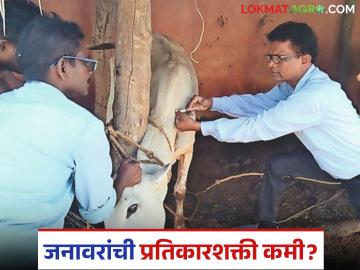 Animal Care Tips : जनावरांची प्रतिकारशक्ती कमी; लसीकरण आणि स्वच्छता हाच उपाय - Marathi News | latest news Animal Care Tips: Low immunity of animals; Vaccination and cleanliness are the only solutions | Latest News at Lokmat.com Animal Care Tips : जनावरांची प्रतिकारशक्ती कमी; लसीकरण आणि स्वच्छता हाच उपाय - Marathi News | latest news Animal Care Tips: Low immunity of animals; Vaccination and cleanliness are the only solutions | Latest News at Lokmat.com