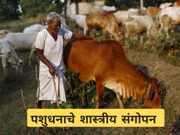 पशुपालकांसाठी महत्वाचे! जनावरांमध्ये वंध्यत्व न येण्यासाठी काय कराल? जाणून घ्या सविस्तर - Marathi News | Latest News farmers know Causes and Remedies of Infertility in Animals | Latest News at Lokmat.com