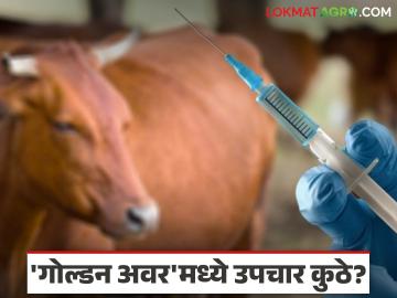 Animal Healthcare : ६९ पशुवैद्यकीय दवाखाने, १.७२ लाख उपचार; 'गोल्डन अवर'मध्ये अडचणी कायम - Marathi News | latest news Animal Healthcare: 69 veterinary clinics, 1.72 lakh treatments; Problems persist during 'golden hour' | Latest News at Lokmat.com Animal Healthcare : ६९ पशुवैद्यकीय दवाखाने, १.७२ लाख उपचार; 'गोल्डन अवर'मध्ये अडचणी कायम - Marathi News | latest news Animal Healthcare: 69 veterinary clinics, 1.72 lakh treatments; Problems persist during 'golden hour' | Latest News at Lokmat.com
