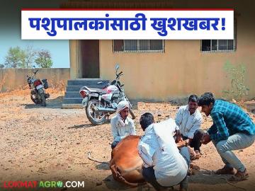 Animal Healthcare : पशुपालकांसाठी मोठी खुशखबर; आता मिळणार 'डबल' सुविधा! - Marathi News | latest news Animal Healthcare: Big good news for animal husbandry; Now you will get 'double' facilities! | Latest News at Lokmat.com