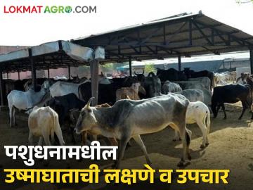 पशुधनामधील उष्माघाताची लक्षणे कोणती? उपचार काय करावेत? वाचा सविस्तर - Marathi News | latest News Symptoms and Treatment of Heatstroke in Animals see details | Latest News at Lokmat.com पशुधनामधील उष्माघाताची लक्षणे कोणती? उपचार काय करावेत? वाचा सविस्तर - Marathi News | latest News Symptoms and Treatment of Heatstroke in Animals see details | Latest News at Lokmat.com