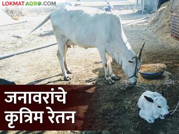 गोंदिया जिल्ह्यात जनावरांचे कृत्रिम रेतन का केलं जातंय? वाचा सविस्तर - Marathi News | Latest News Artificial insemination to increase milk production capacity of animals in Gondia district | Latest News at Lokmat.com