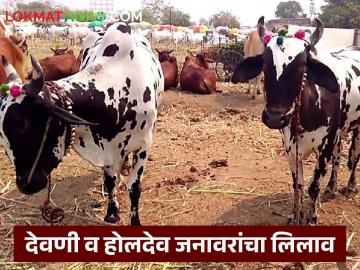 देवणी व होलदेव संकरीत जनावरांचा जाहीर लिलाव, सहभागी व्हायचंय, पहा तारीख आणि ठिकाण - Marathi News | Latest News Public auction of Devani and Holdev hybrid animals, see date and place | Latest News at Lokmat.com देवणी व होलदेव संकरीत जनावरांचा जाहीर लिलाव, सहभागी व्हायचंय, पहा तारीख आणि ठिकाण - Marathi News | Latest News Public auction of Devani and Holdev hybrid animals, see date and place | Latest News at Lokmat.com