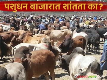 Pashudhan Bajar : पशुधन बाजारात शांतता का? काय आहे कारण वाचा सविस्तर Pashudhan Bajar : पशुधन बाजारात शांतता का? काय आहे कारण वाचा सविस्तर