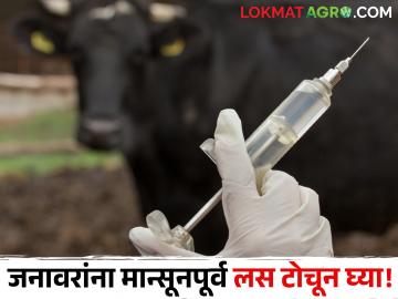 Animal Vaccination : तुमची जनावरे आजारी आहेत का? मग जनावरांना मान्सूनपूर्व लस टोचून घ्या!  - Marathi News | Latest news Pre-monsoon vaccination campaign for animals by Animal Husbandry Department | Latest News at Lokmat.com