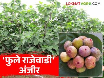 अंजीर : 'फुले राजेवाडी' कोरडवाहू भागासाठी वरदान वाचा सविस्तर - Marathi News | latest news Anjir: 'Phule Rajewadi' a boon for dry areas Read in detail | Latest smart-farming News at Lokmat.com