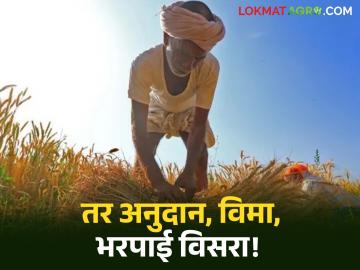 तरच शेतकऱ्यांना मिळणार विमा, अनुदान अन् नुकसान भरपाई, कृषी विभागाकडून महत्वाचं आवाहन  - Marathi News | Latest News Government schemes, insurance, subsidies, and compensation will be based solely on e-crop survey data | Latest News at Lokmat.com