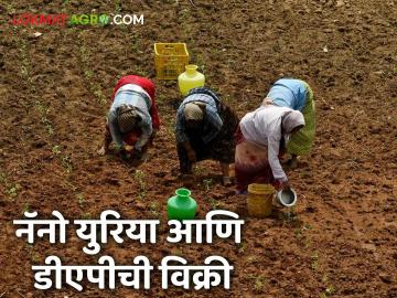 Nano DAP Sale : महाराष्ट्रात नॅनो डीएपीची विक्री किती झाली? आता किसान समृद्धी केंद्रांवरही उपलब्ध - Marathi News | Latest News How much was sale of Nano DAP in Maharashtra use nano dap an urea | Latest News at Lokmat.com