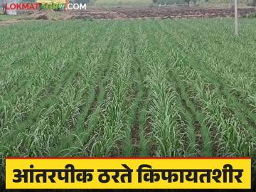 Intercrop with sugarcane : उसाला आंतरपीकाची जोडी ; देईल उत्पन्न भारी  - Marathi News | Intercrop with sugarcane : A pair of intercrops with sugarcane; Will give heavy income  | Latest News at Lokmat.com