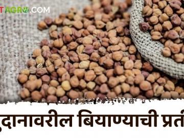 Rabi season : अनुदानावरील बियाण्यांची प्रतीक्षा; रब्बीसाठी विकतचे बियाणे - Marathi News | rabi season : Waiting for seeds on grant; Time to buy seeds for Rabbi | Latest News at Lokmat.com