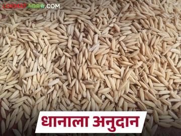 मुरबाड तालुक्यातील धान उत्पादक शेतकऱ्यांना प्रति क्विंटल सातशे रुपये अनुदान देण्यास मंजुरी - Marathi News | Approval to provide subsidy of Rs. 700 per quintal to paddy farmers in Murbad taluka | Latest News at Lokmat.com