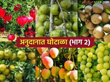 Anudan Vatap Ghotala : नैसर्गिक आपत्तीत अनुदानाचा अपहार: अस्तित्वात नसलेल्या फळबागांना कोटींचं अनुदान? वाचा सविस्तर - Marathi News | latest news Anudan Vatap Ghotala: Misappropriation of grants in natural disasters: Grants worth crores to non-existent orchards? Read in detail | Latest News at Lokmat.com Anudan Vatap Ghotala : नैसर्गिक आपत्तीत अनुदानाचा अपहार: अस्तित्वात नसलेल्या फळबागांना कोटींचं अनुदान? वाचा सविस्तर - Marathi News | latest news Anudan Vatap Ghotala: Misappropriation of grants in natural disasters: Grants worth crores to non-existent orchards? Read in detail | Latest News at Lokmat.com