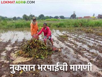 Crop Damage : वर्षभरात नैसर्गिक आपत्तीमुळे जिल्ह्यात 'इतके' कोटींचे नुकसान;  मदत मात्र तुटपुंजी  - Marathi News | Crop Damage : Loss of 'so many' crores in the district due to natural calamities in a year;  But the help is meager  | Latest News at Lokmat.com