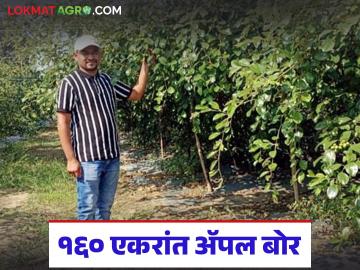 तब्बल 160 एकरात अ‍ॅपल बोर, केवळ 22 एकरातुन 55 लाख रुपये नफा, वाचा सविस्तर  - Marathi News | Latest News Farmer in Gondia district earns Rs 55 lakh profit from 22 acres of apple borer farming | Latest success-story News at Lokmat.com